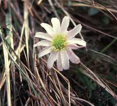 Callianthemum anemonoides