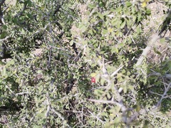 Condalia correllii
