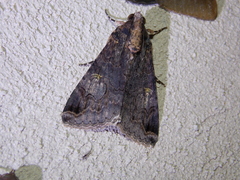 Melipotis famelica