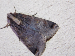 Melipotis famelica