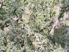Condalia correllii
