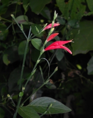 Dicliptera sexangularis