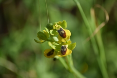 Ophrys lutea lutea