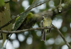 Phylloscartes kronei