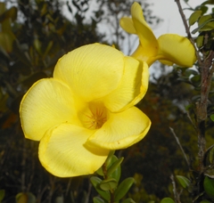 Angadenia lindeniana