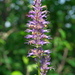 Anise Hyssop - Photo (c) Paul Tavares, some rights reserved (CC BY-NC), uploaded by Paul Tavares