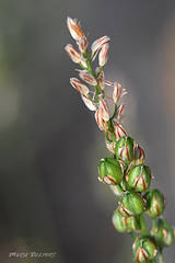 Albuca virens