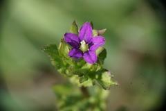 Legousia hybrida