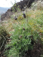 Pulsatilla vulgaris