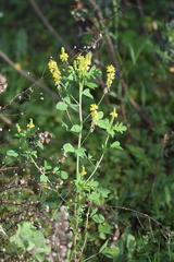 Melilotus segetalis