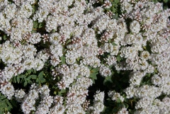 Veronica glaucophylla