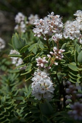 Veronica glaucophylla