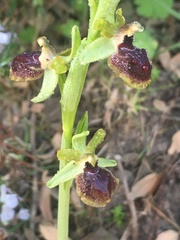 Ophrys exaltata