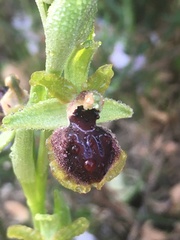 Ophrys exaltata
