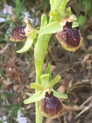 Ophrys exaltata