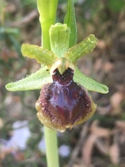 Ophrys exaltata