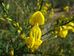 Cytisus scoparius