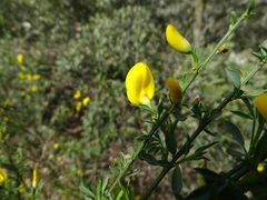 Cytisus scoparius