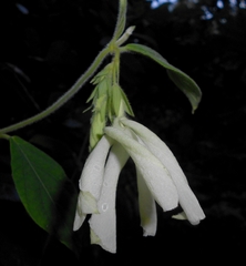 Asketanthera calycosa