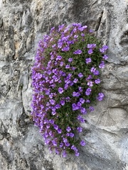 Aubrieta deltoidea