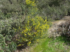 Cytisus scoparius