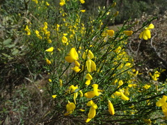 Cytisus scoparius