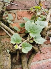 Asarina procumbens