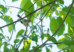 Phylloscartes sylviolus