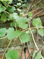 Asarina procumbens