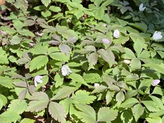 Anemonoides quinquefolia