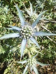 Eryngium dilatatum