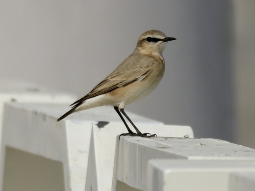 Isabelline Wheatear
