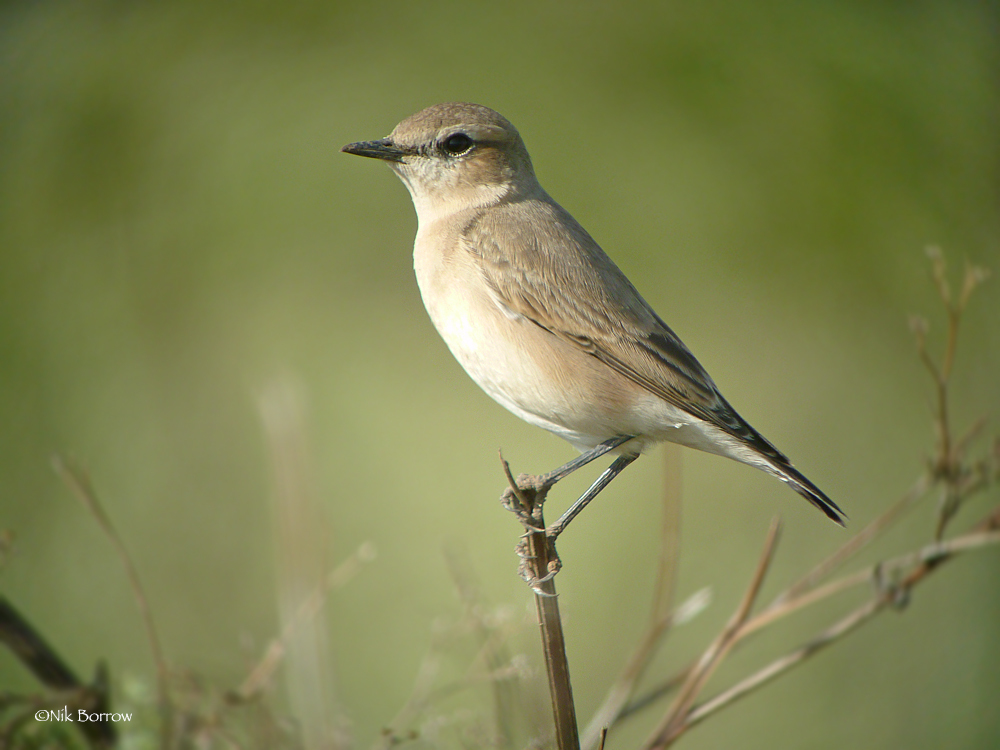 Isabelline Wheatear photo