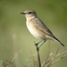 Isabelline Wheatear - Photo (c) Nik Borrow, some rights reserved (CC BY-NC)