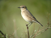 Isabelline Wheatear - Photo (c) Nik Borrow, some rights reserved (CC BY-NC)