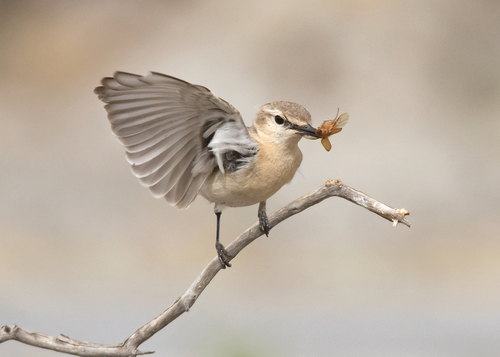 Isabelline Wheatear
