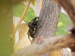 Phidippus audax