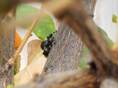 Phidippus audax