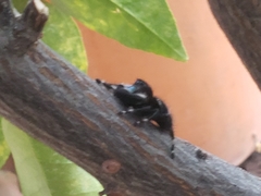Phidippus audax