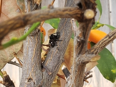 Phidippus audax