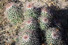 Mammillaria carnea