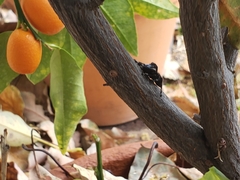 Phidippus audax