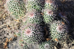 Mammillaria carnea