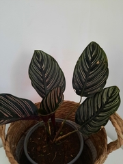 Goeppertia sanderiana