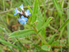 Anchusa arvensis orientalis
