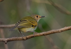 Poecilotriccus latirostris