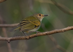 Poecilotriccus latirostris