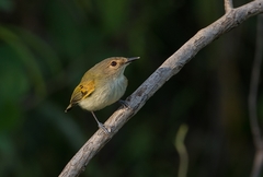 Poecilotriccus latirostris