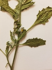 Solanum physalifolium