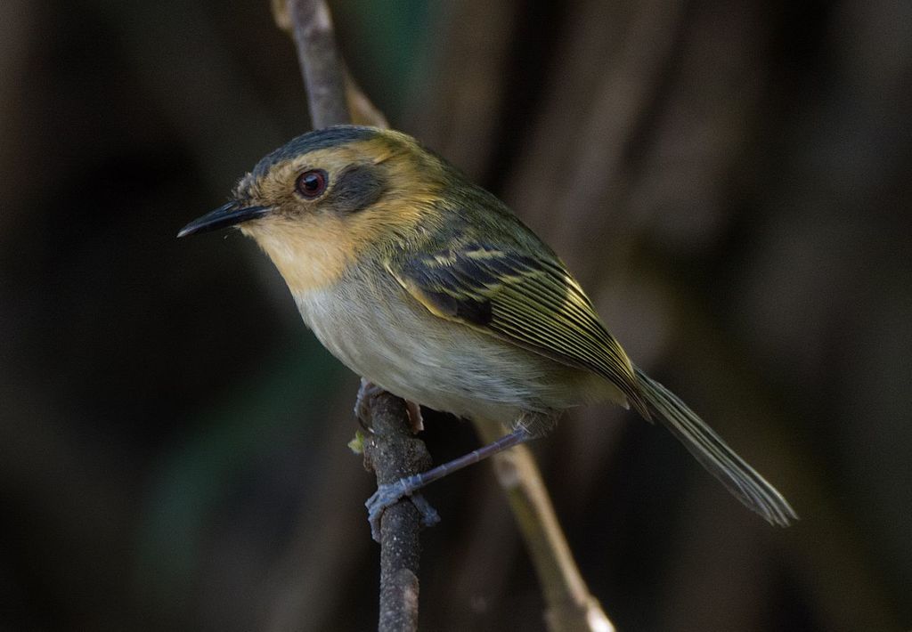 Ochre-faced Tody-Flycatcher (Poecilotriccus plumbeiceps) photo